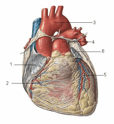 Mô hình tim người phóng đại 5 lần