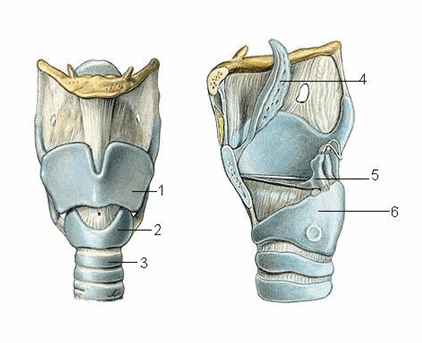 Các sụn thanh quản