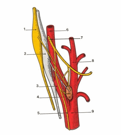 Xoang cảnh và tiểu thể cảnh.