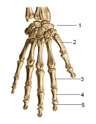 Xương của bàn tay