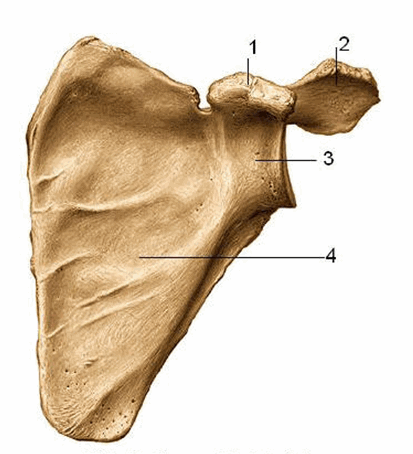 Xương vai (mặt trước)