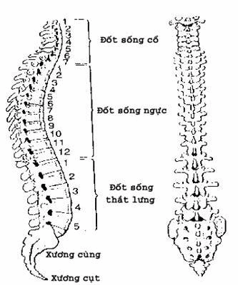 Sơ đồ cột sống thẳng, nghiêng