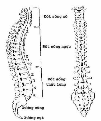 Cột sống thẳng, nghiêng