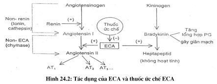 Tác dụng của ECA