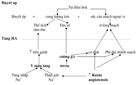 Vai trò của thận trong kiểm tra thể tích tuần hoàn