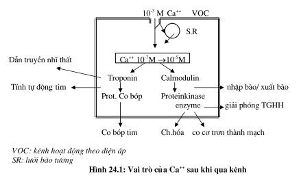 Vai trò sinh lý của Ca trên tim mạch