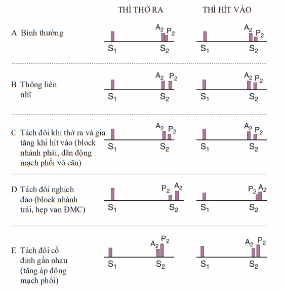 Các tiếng tim