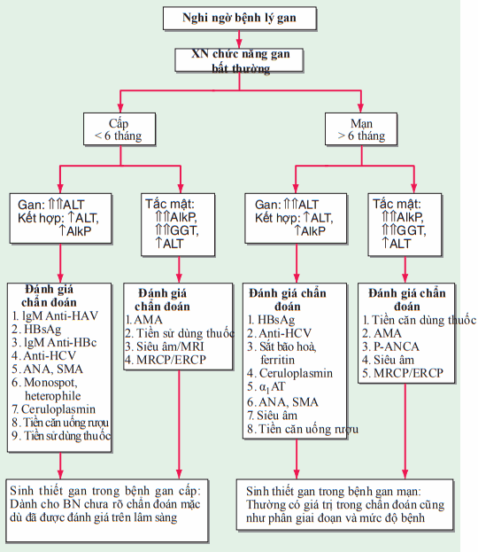 Đánh giá chức năng gan