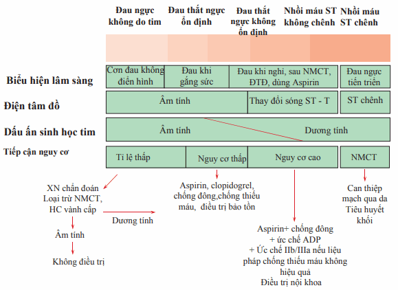 Phân tầng nguy cơ bệnh động mạch vành