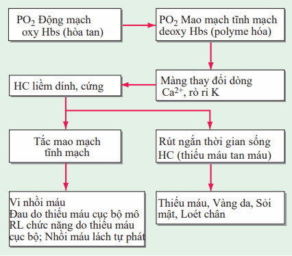 Cơn hồng cầu liềm