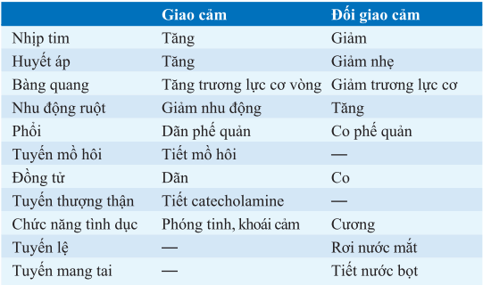 Chức năng hệ thần kinh tự chủ