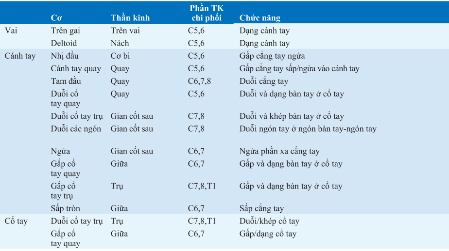 Cơ vận động các khớp