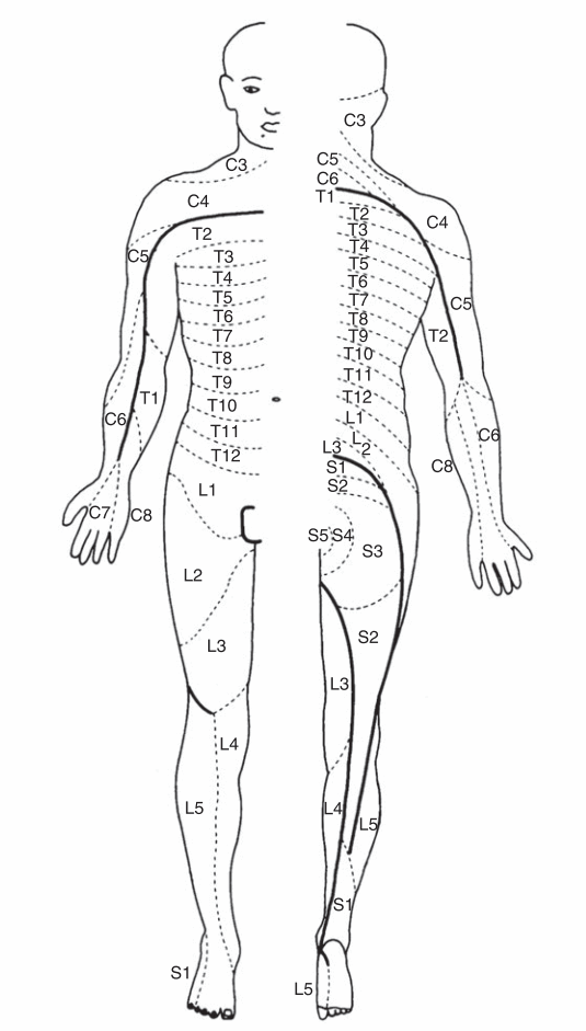 Phân bố nhãnh cảm giác gai sống