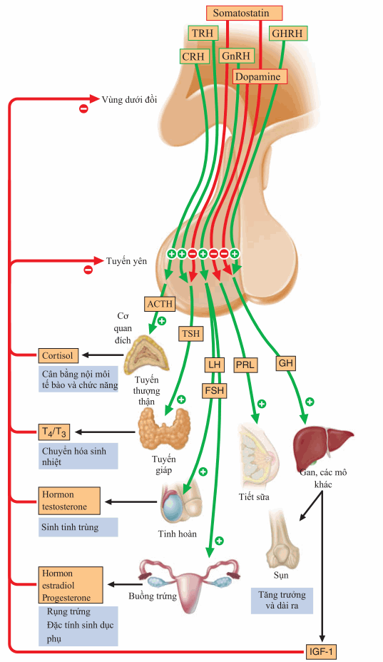 Sơ đồ trục tuyến yên