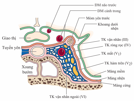 Thiết đồ xoang hang