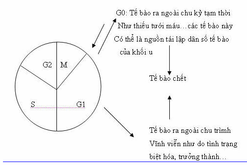 Các giai đoạn phân bào-sự không đồng bộ dân số tế bào