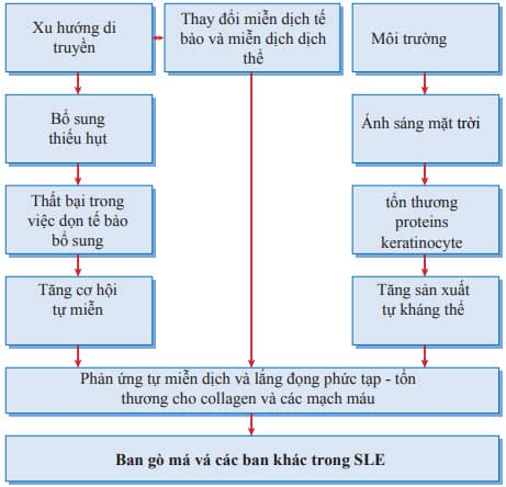 Cơ chế của ban cánh bướm gò má