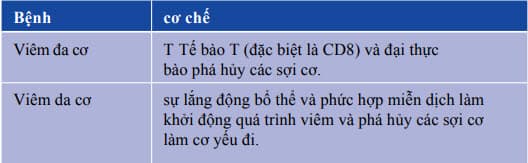 Cơ chế viêm cơ