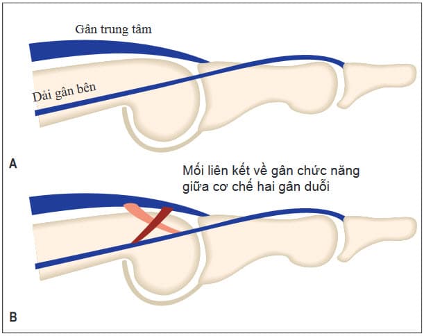 Cơ chế duỗi ngón