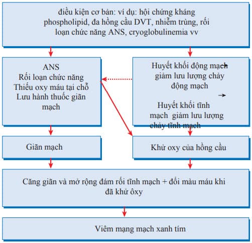 Cơ chế của viêm mạch mạng xanh tím