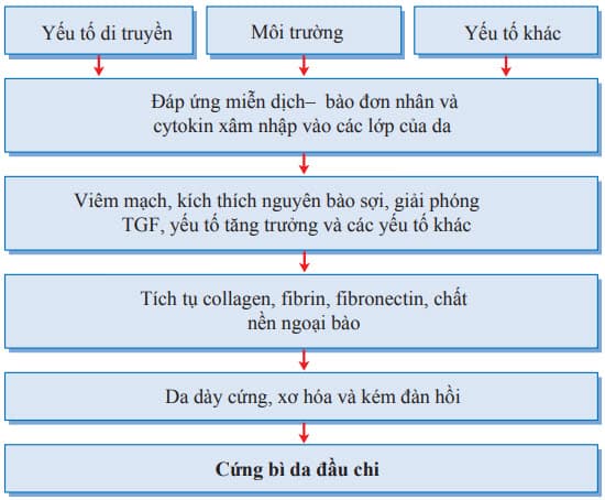 Cơ chế xơ cứng da đầu chi