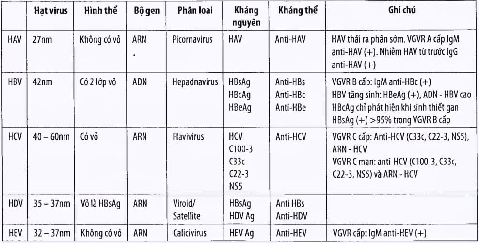 Đặc điểm vi rút viêm gan