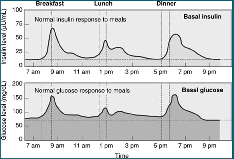 Sinh lý tiết insulin