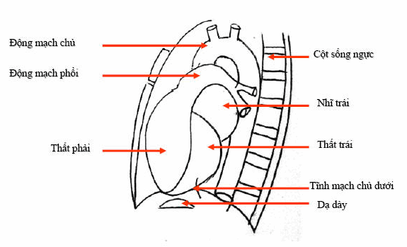 Các bờ và cung tim tư thế nghiêng trái