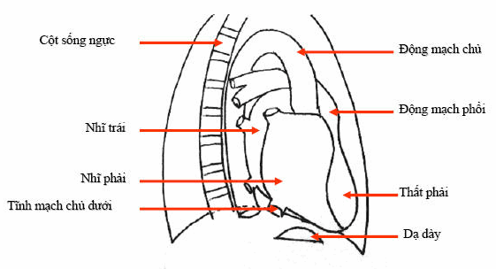 Các bờ và cung tim tư thế chếch trước phải.