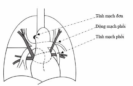 Mạch máu ở rốn phổi.