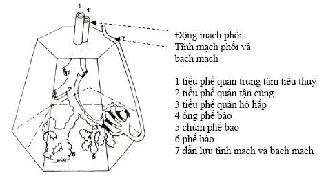 Tiểu thùy phổi thứ cấp Miller