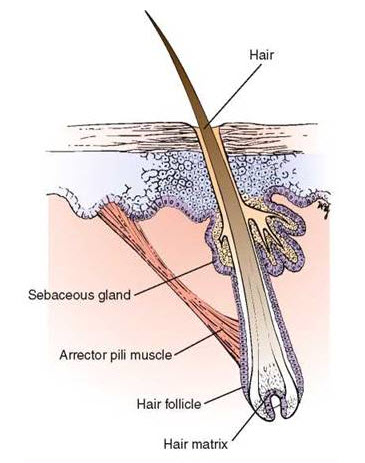 Nang lông và các cấu trúc xung quanh