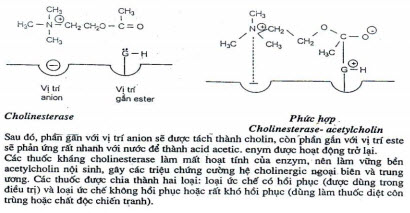 Cholinesterase là enzym thuỷ phân