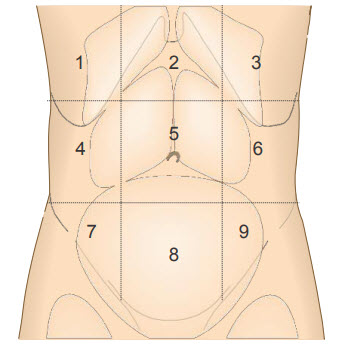 Những vùng của bụng