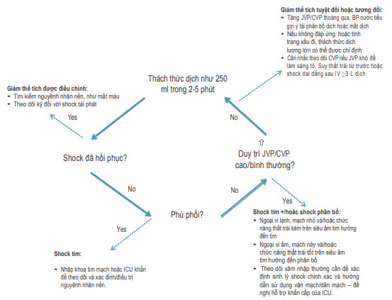 Sinh lý shock: Sơ đồ đánh giá shock