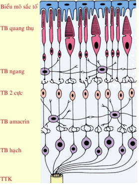 Các lớp của võng mạc