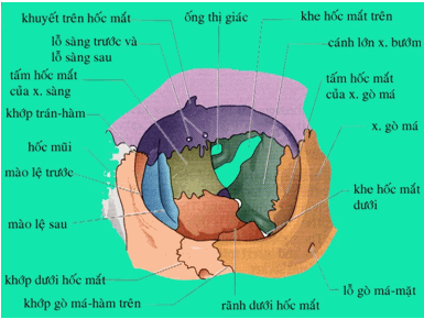 Hốc mắt