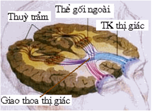 Đường dẫn truyền thị giác