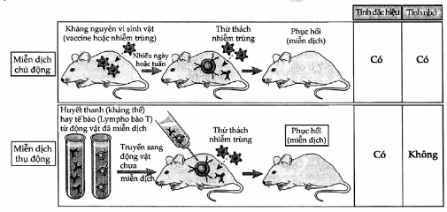 Miễn dịch chủ động và thụ động.