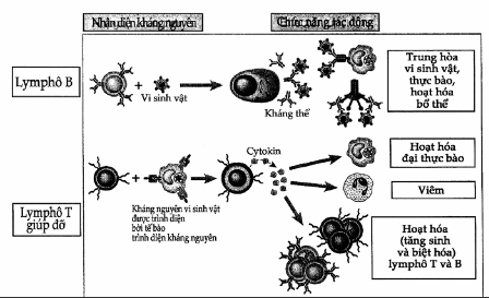 Các tiểu quần thể lymphô bào.