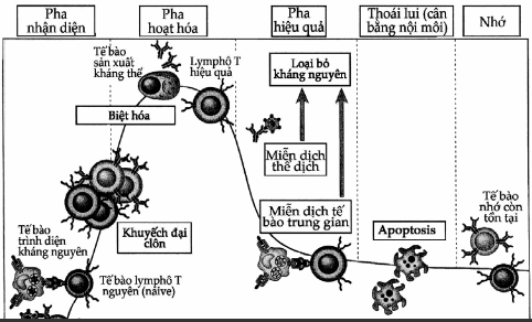 Các giai đoạn của đáp ứng miễn dịch thu được.