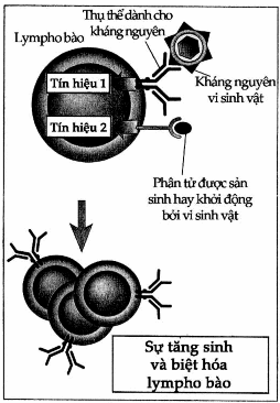 Yêu cầu hai tín hiệu đối với hoạt hoá lymphô bào