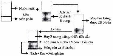 Quy trình tách tế bào lymphô ra khỏi máu toàn phần