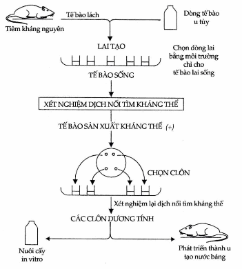 Nguyên lý sản xuất kháng thể đơn clôn