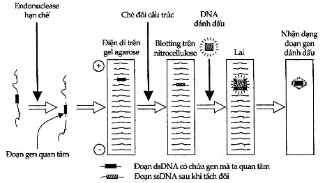 Lập bản đồ gen bằng kỹ thuật Southern Blot