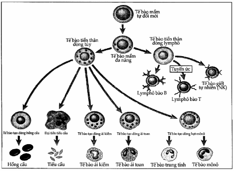 Sơ đồ của hoạt động tạo máu