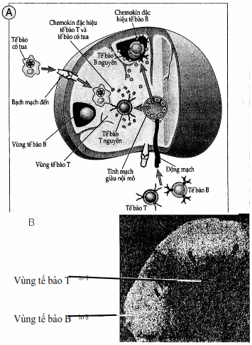 Sơ đồ về các đường xâm nhập của tế bào T và B vào hạch bạch huyết.
