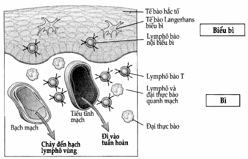 Thành phần chủ yếu của hệ thống miễn dịch da trong sơ đồ 