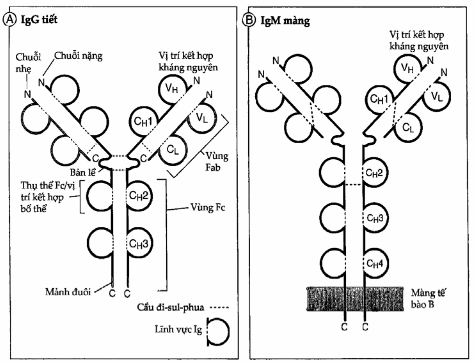 Cấu trúc của một phân tử kháng thể.