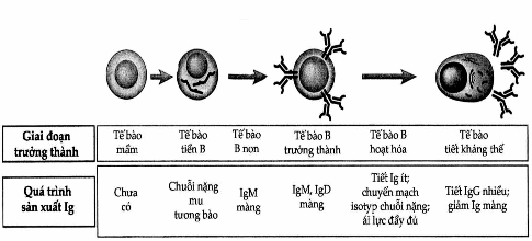 Sự bộc lộ Ig trong quá trình trưởng thành tế bào B.